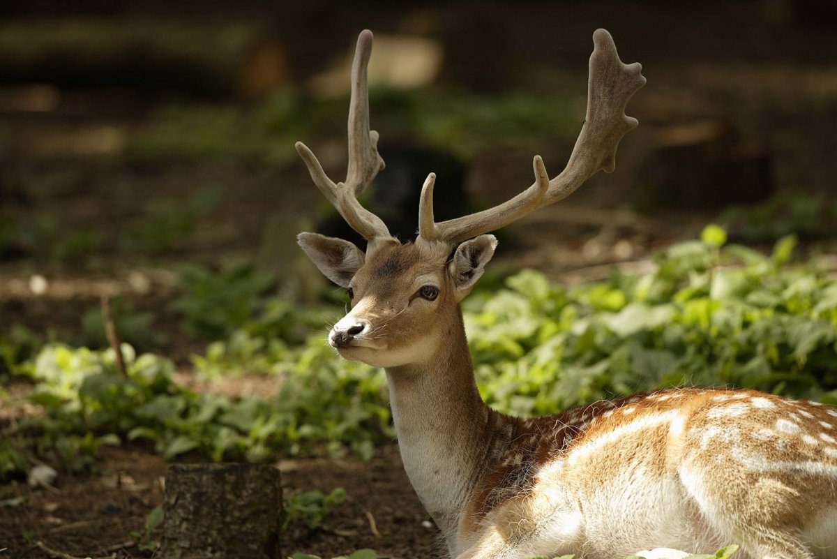 Лань серогорбая