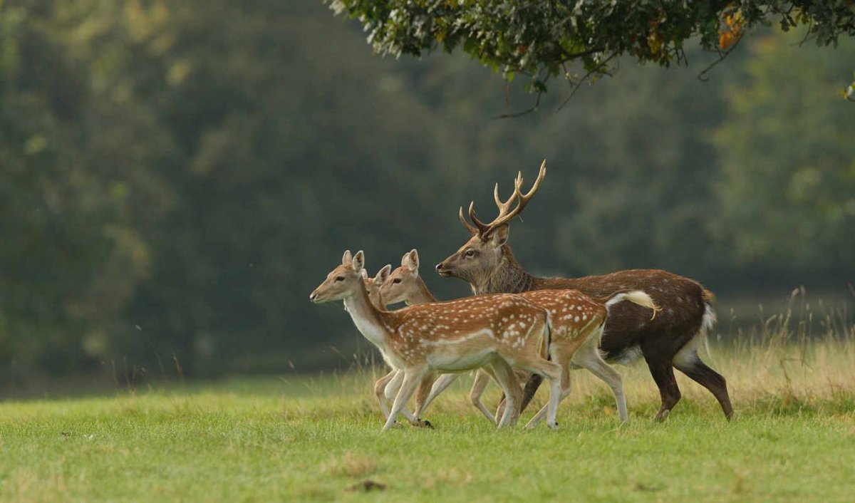 Рога пятнистого оленя