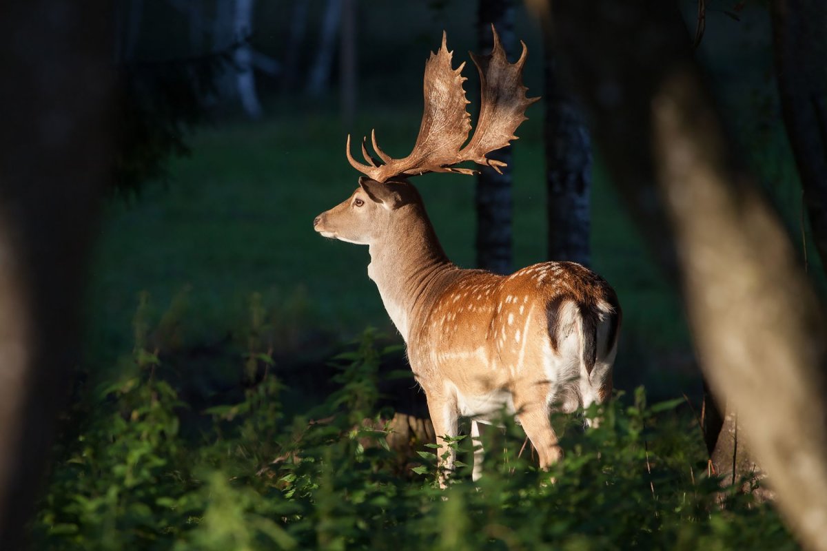 Иберийский благородный олень