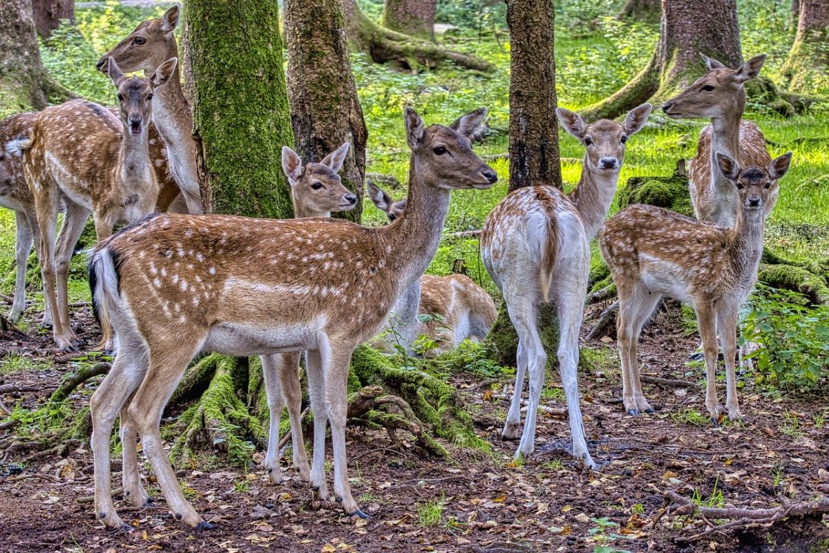 Андский олень