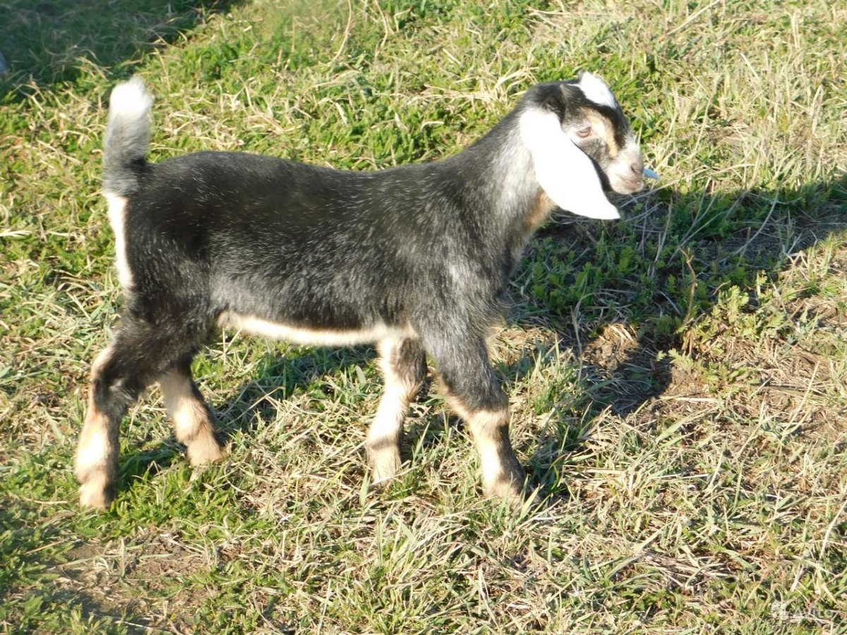 Козы нубийцы в Липецкая области