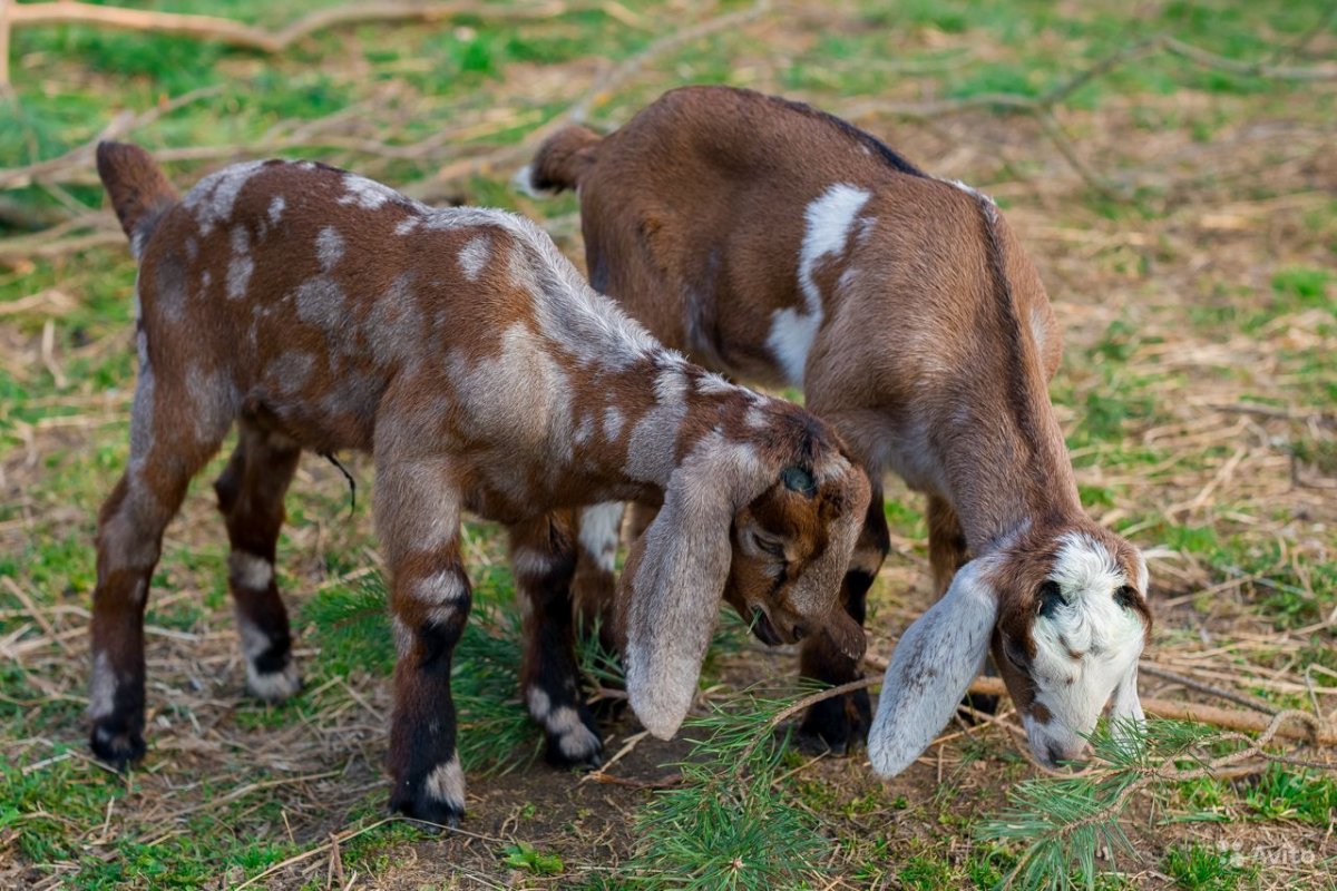 Нубийские козы окрас Павлин