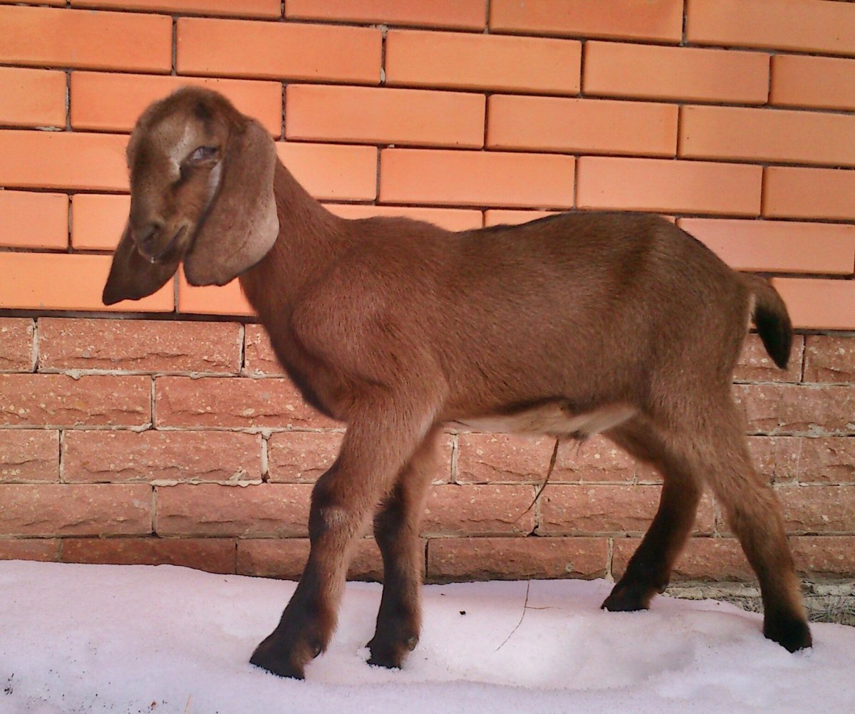 Вислоухие козы нубийский