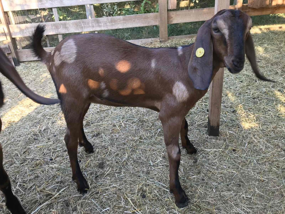 Зааненско нубийские козы