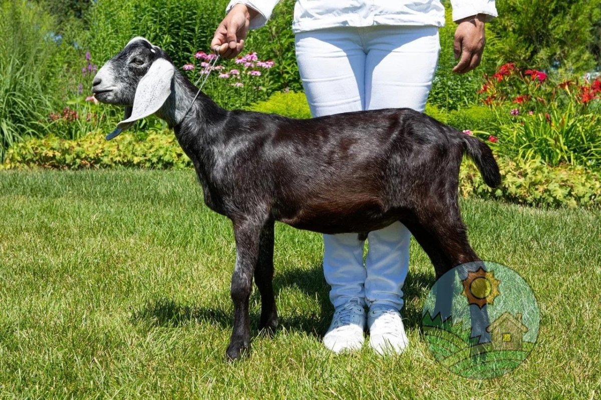 Авито козы англо нубийские Чечня