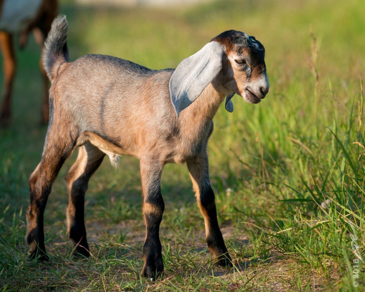 Нубийские козы
