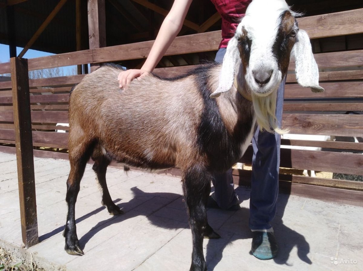 Нубийские козы окрас Павлин