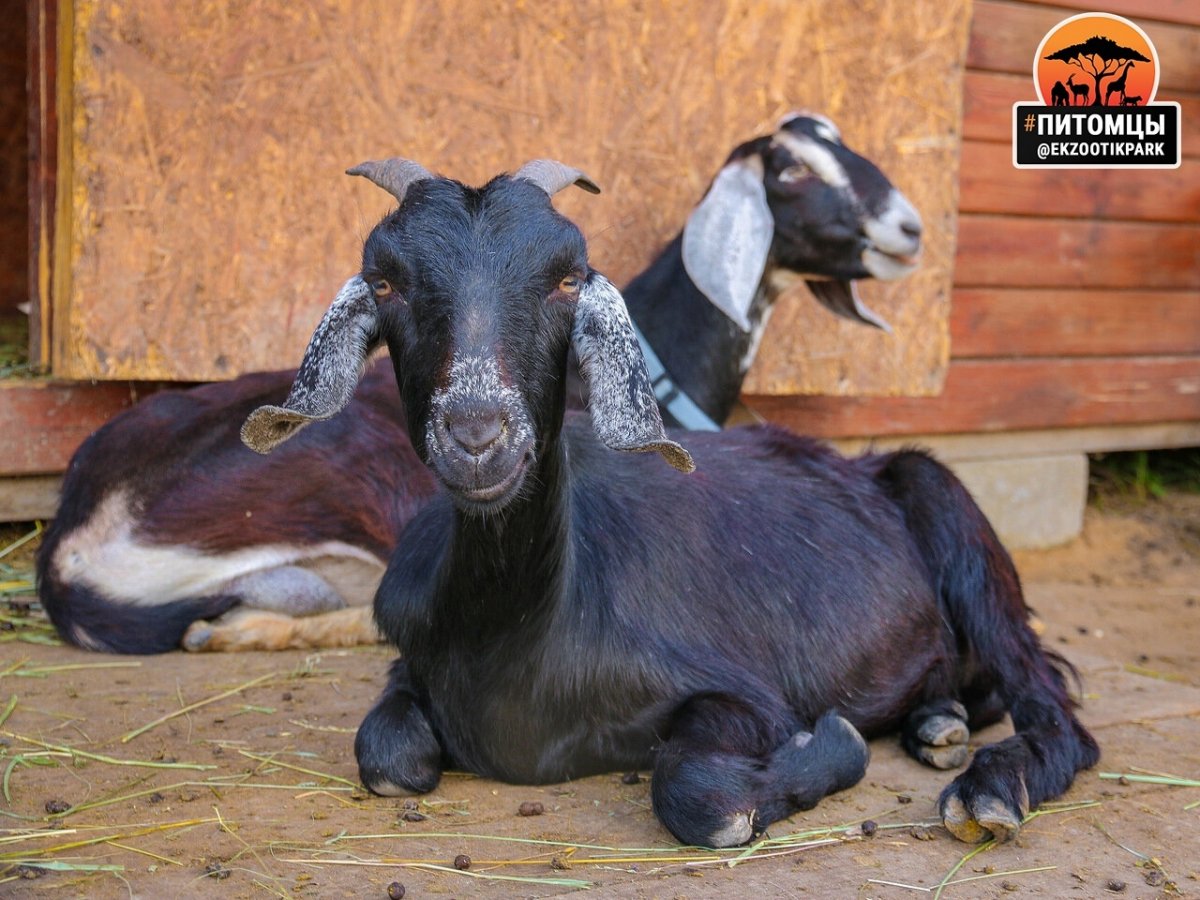 Породы вислоухих коз