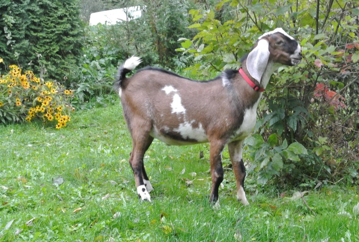 Нубийские козлята окрас