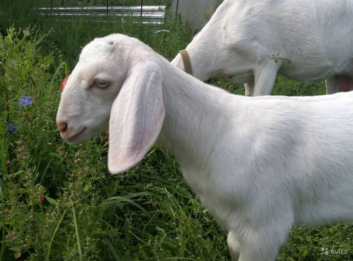 Козочка нубийская белая