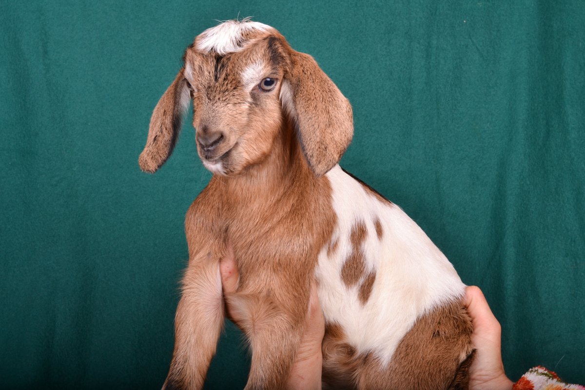 Козлята породы ламанча