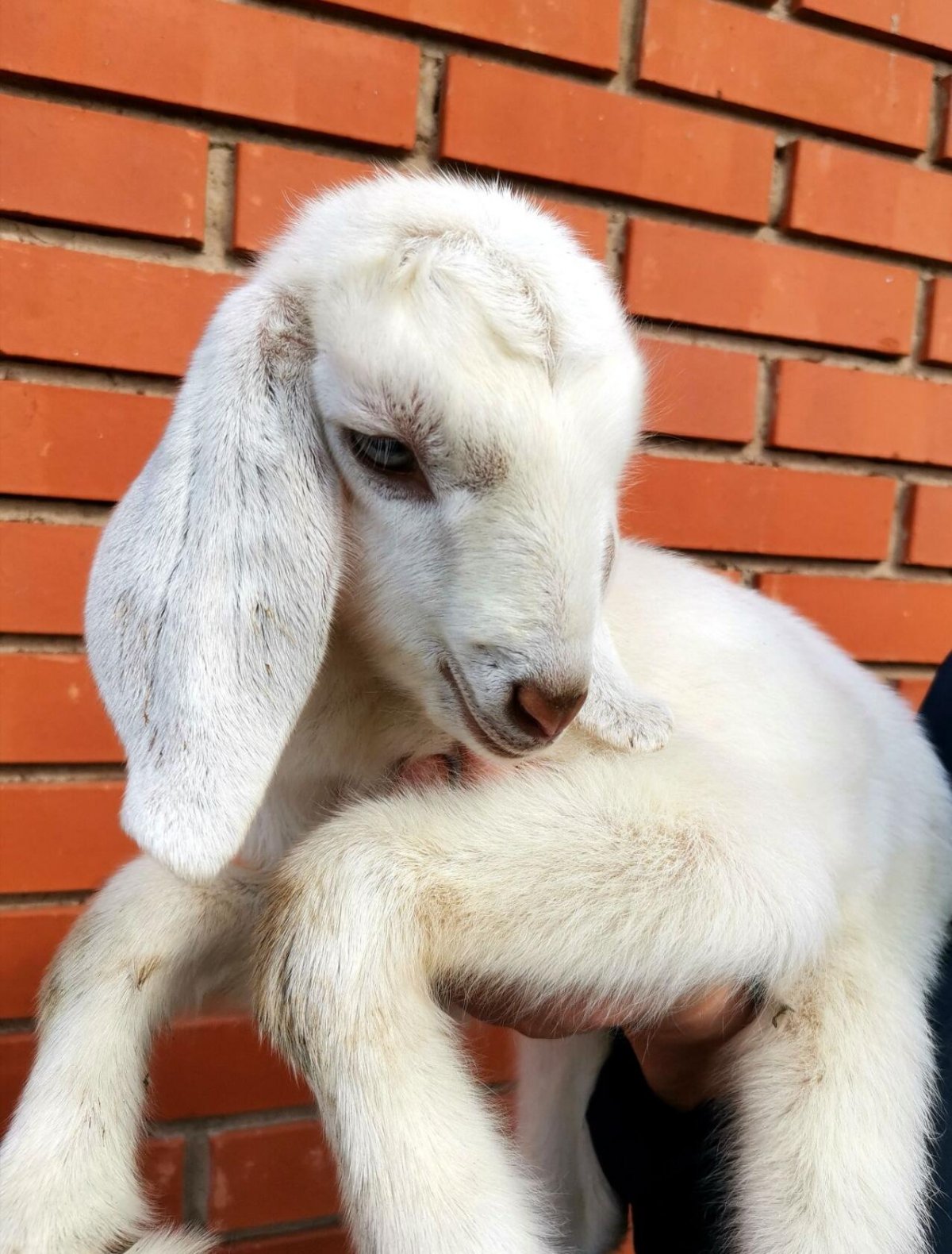 Зааненско нубийские козы