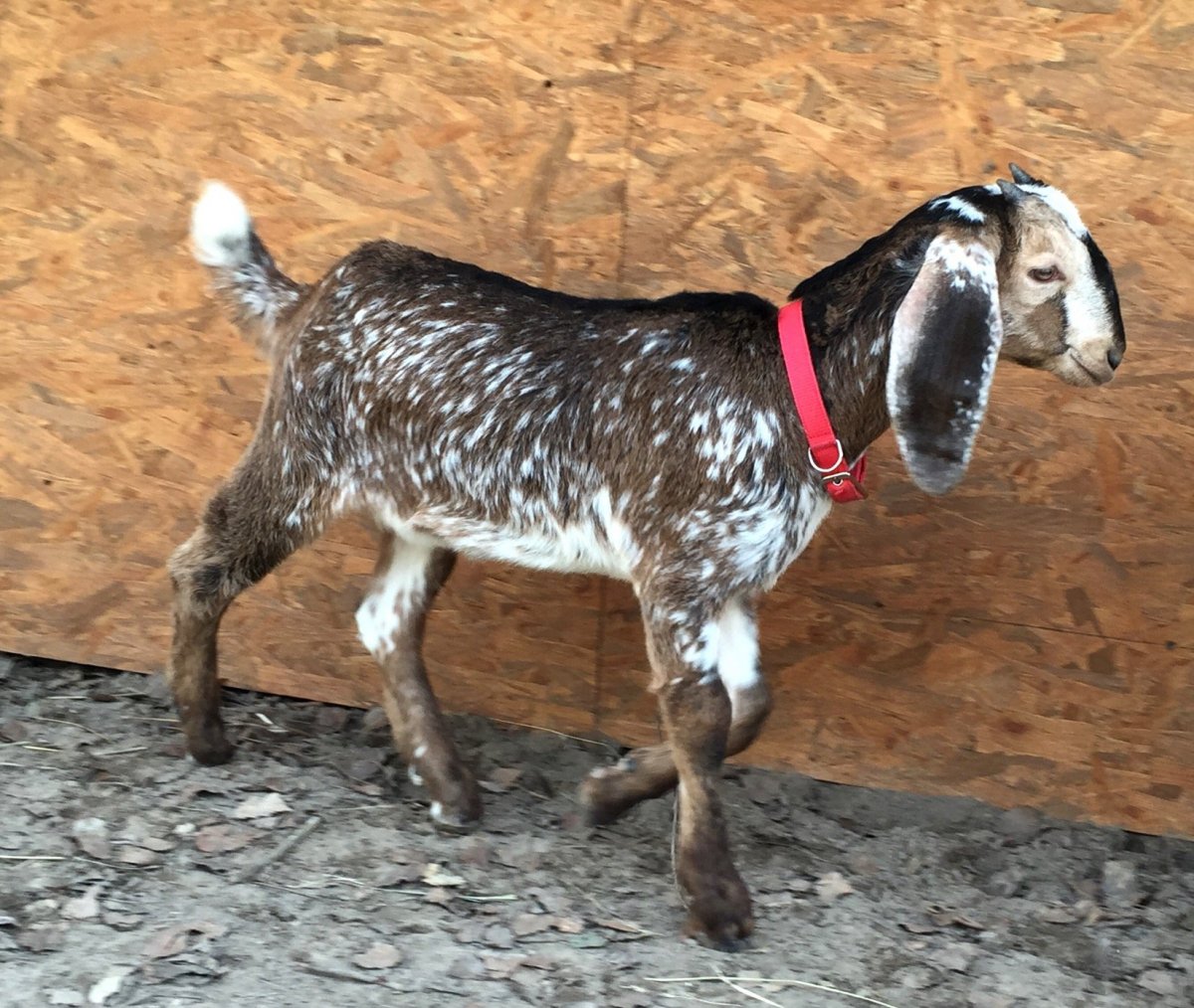 Козы нубийской породы