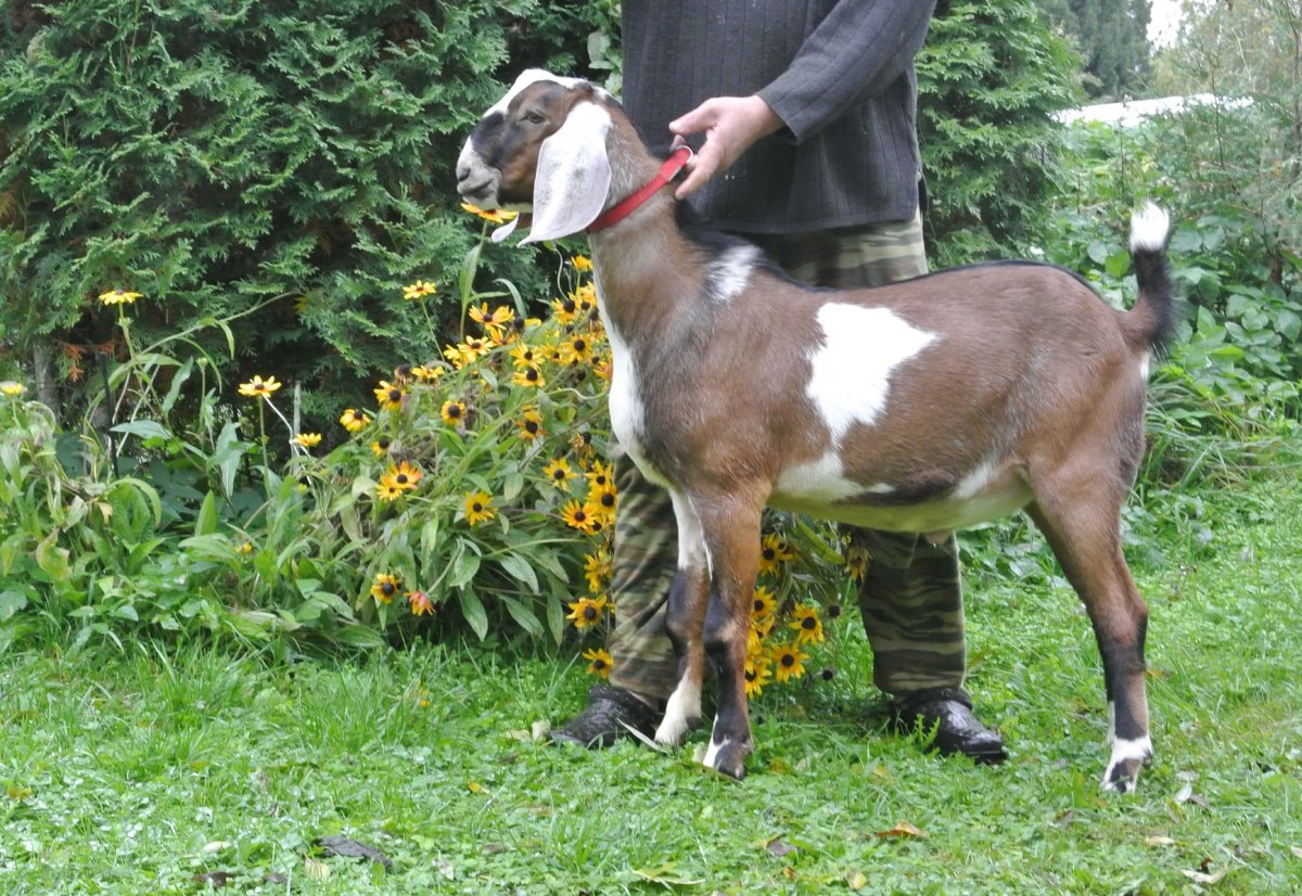 Ирисрис нубийская козаза