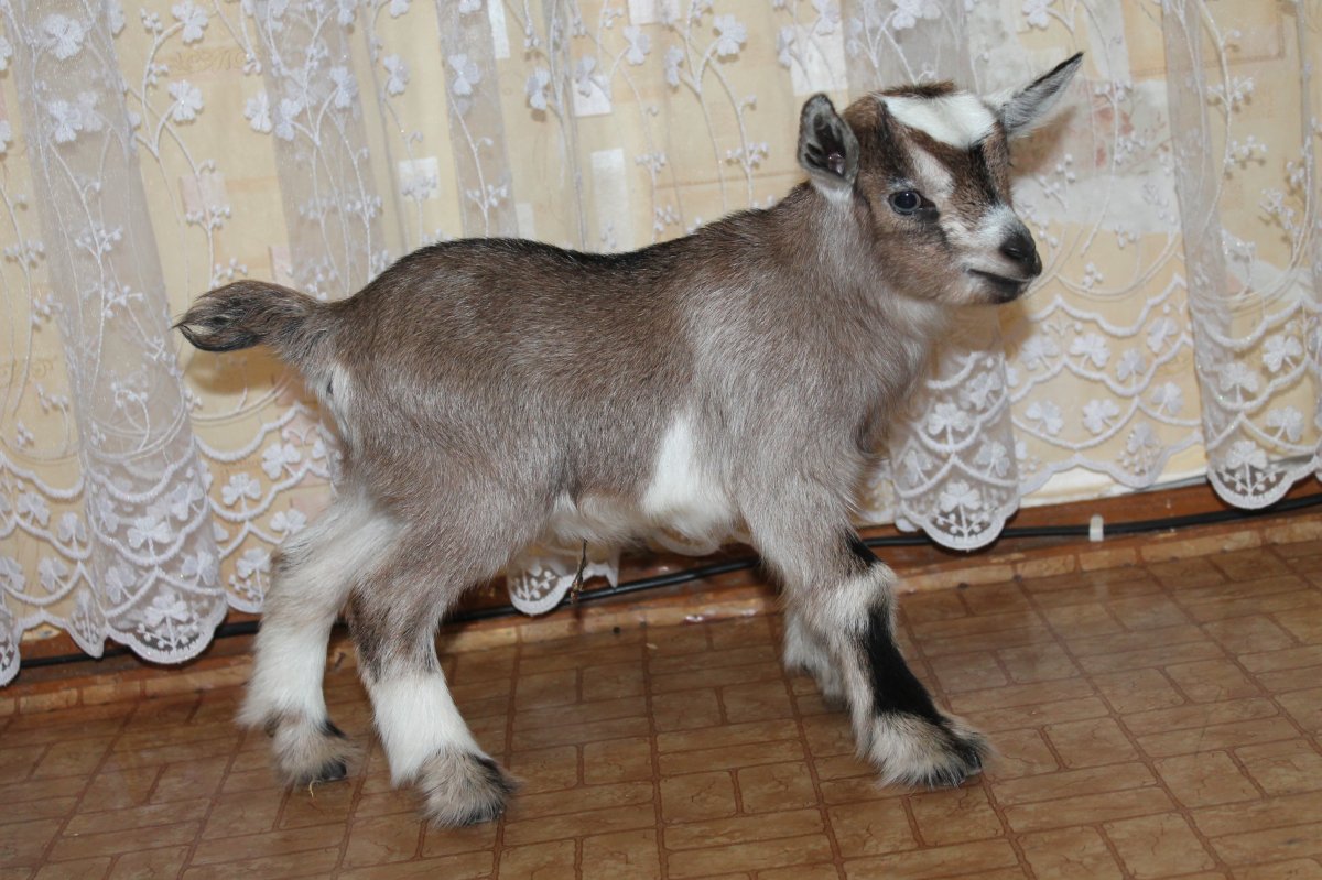 Козы необычного окраса