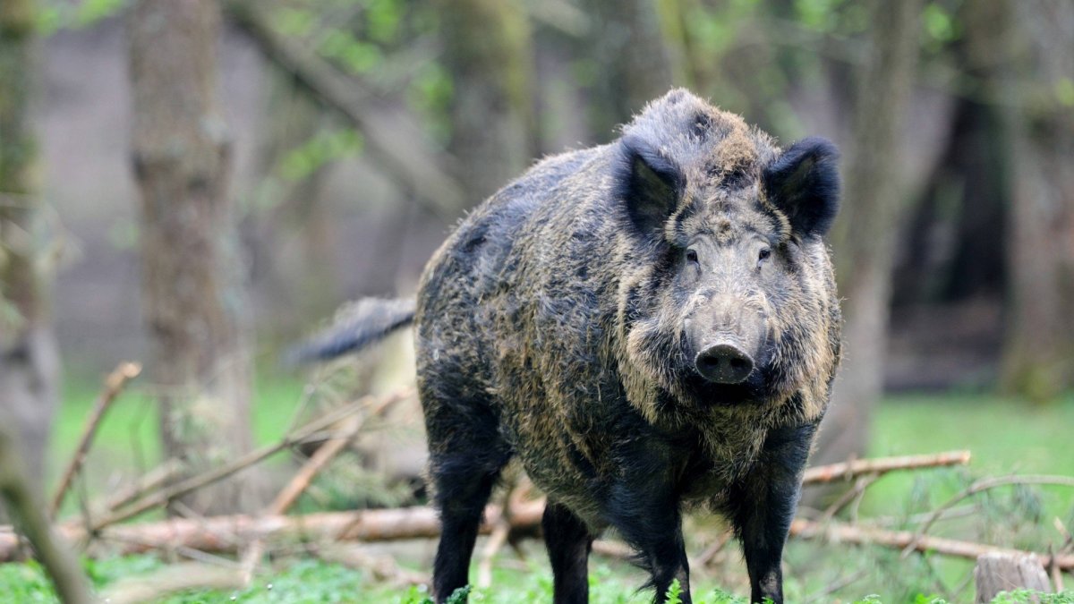 Огромный кабан из Алабамы