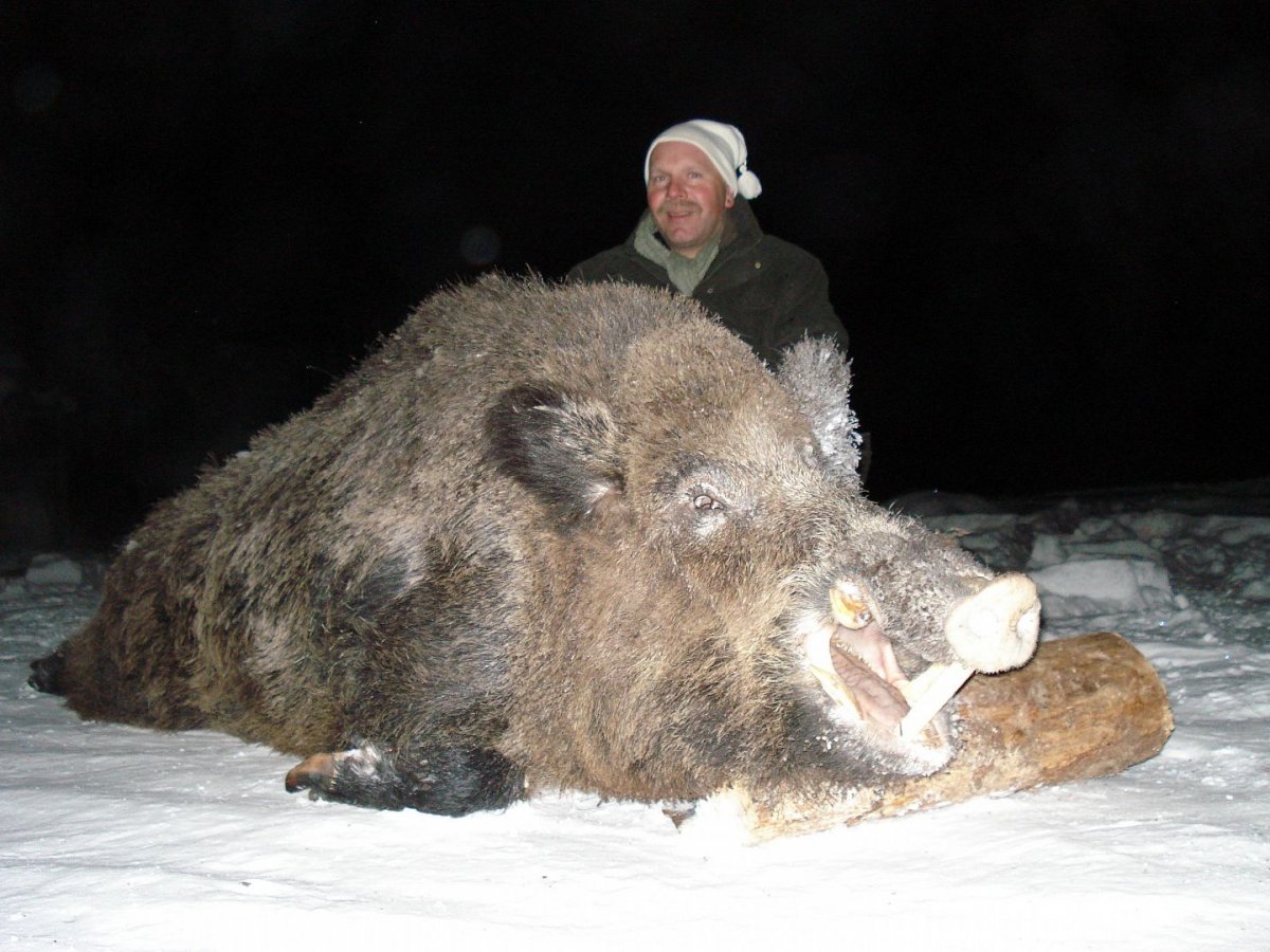 Самый большой кабан секач Вепрь
