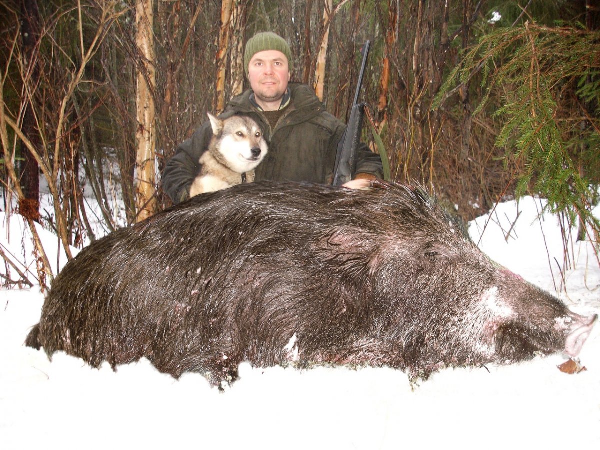 Дикий кабан секач