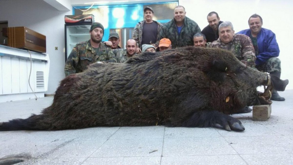 Кабан секач самый большой в мире