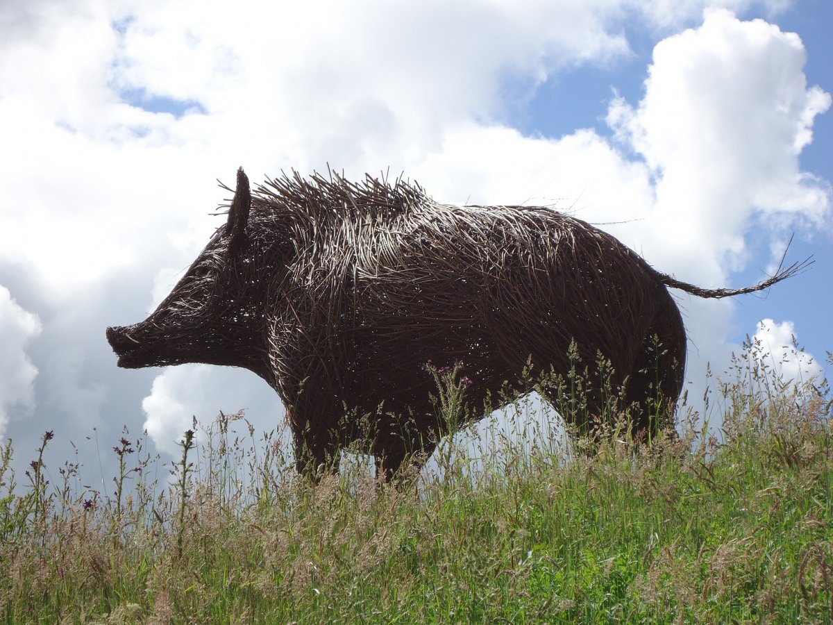 Самый большой дикий кабан секач