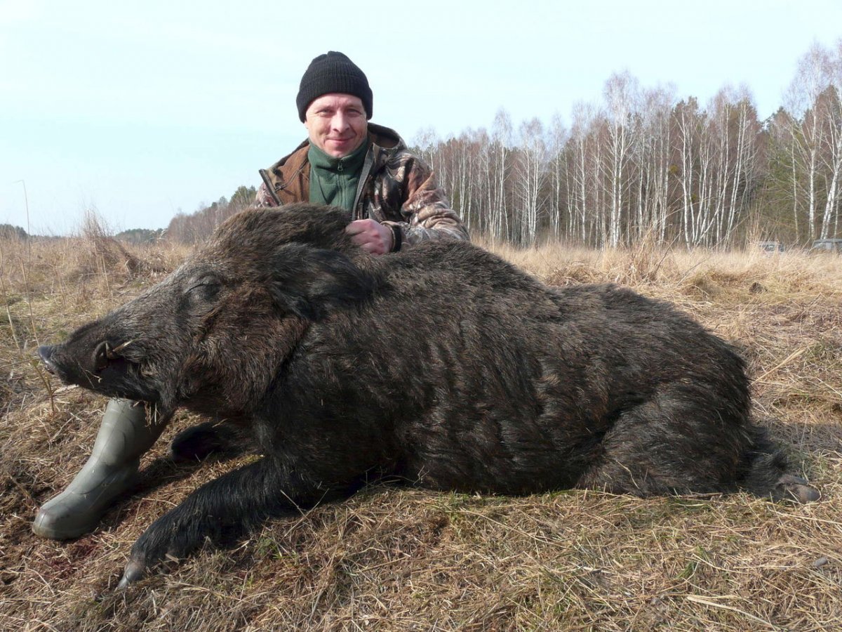 Пекари кабан бородавочник
