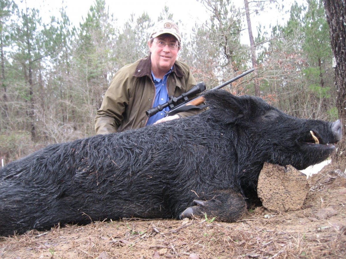 Кабан и свинья