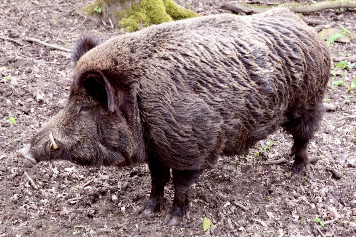 Самый большой дикий кабан секач