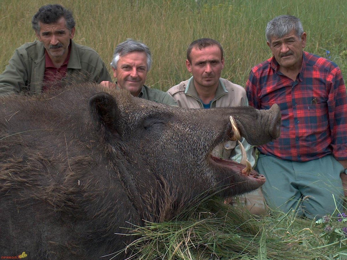 Дикие свиньи в субтропиках