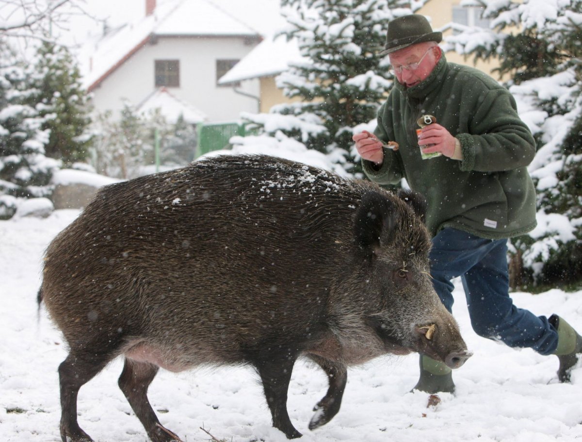 Кабан секач 300 килограмм