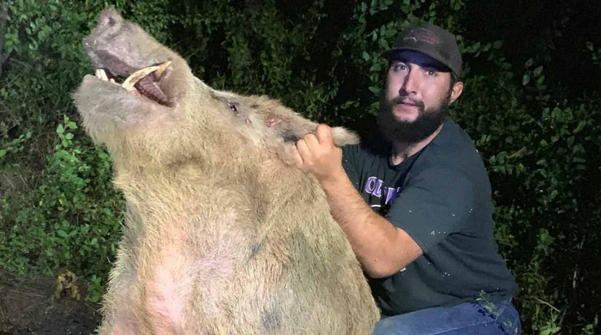 Дикий кабан секач размер