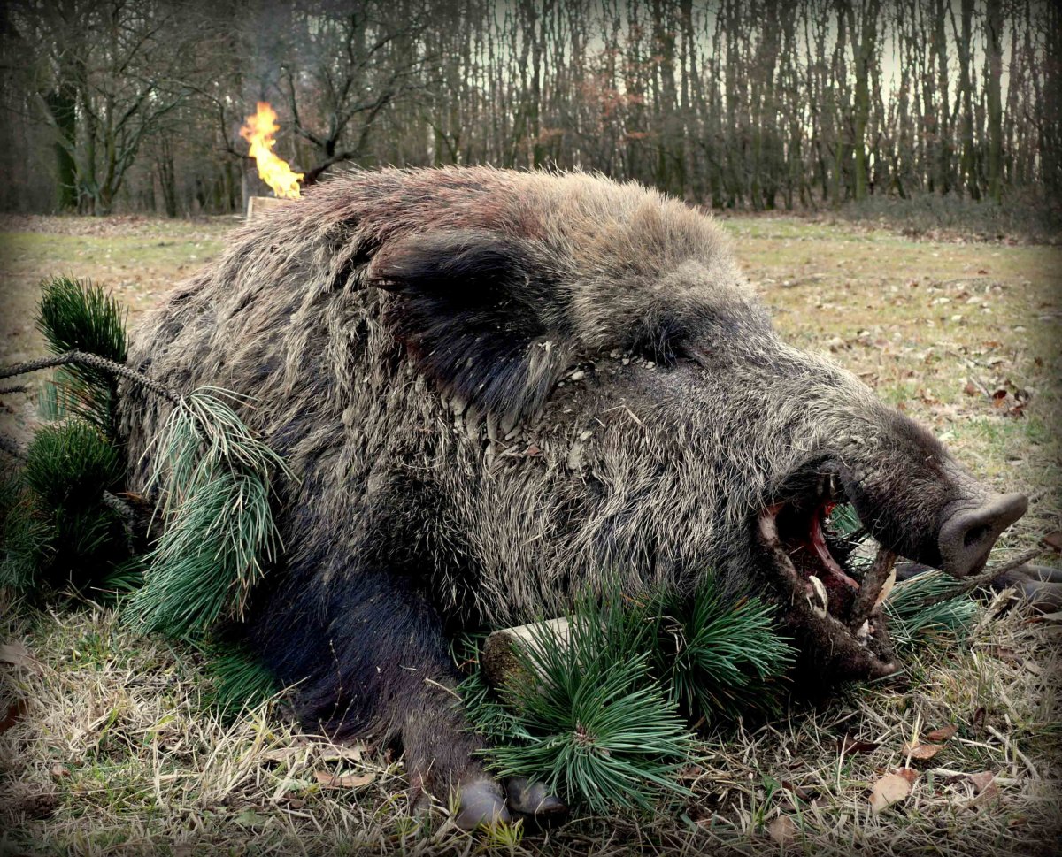 Охота на большого кабана секача