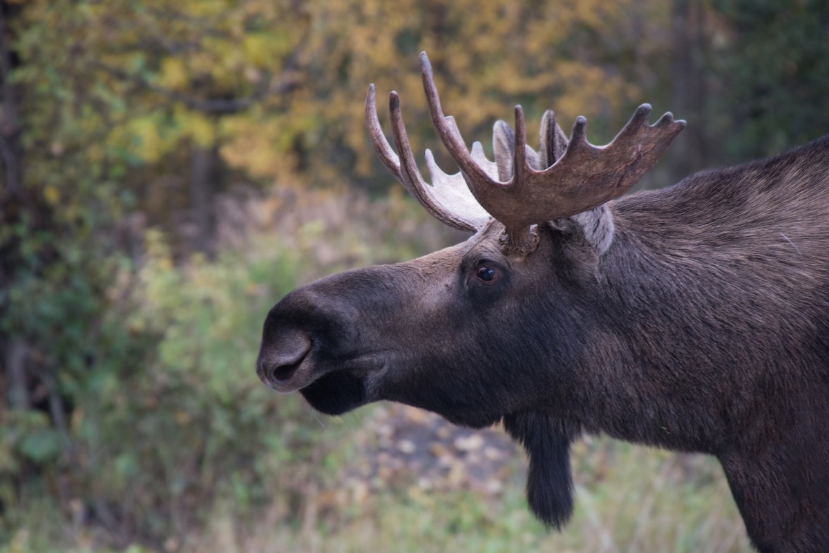 Лось Moose