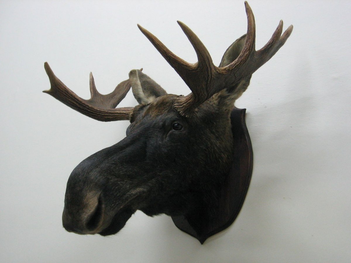 Чучело головы лося