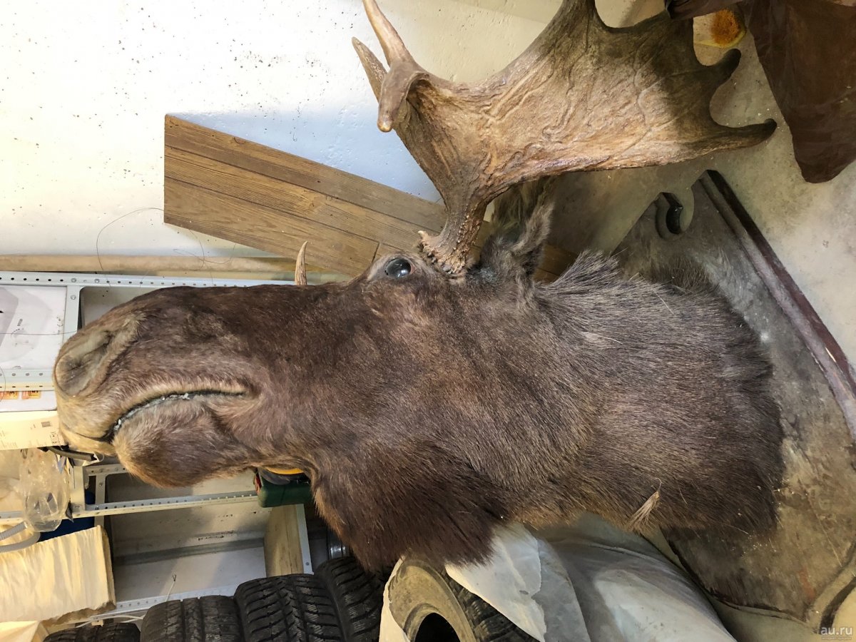 Чучело лося