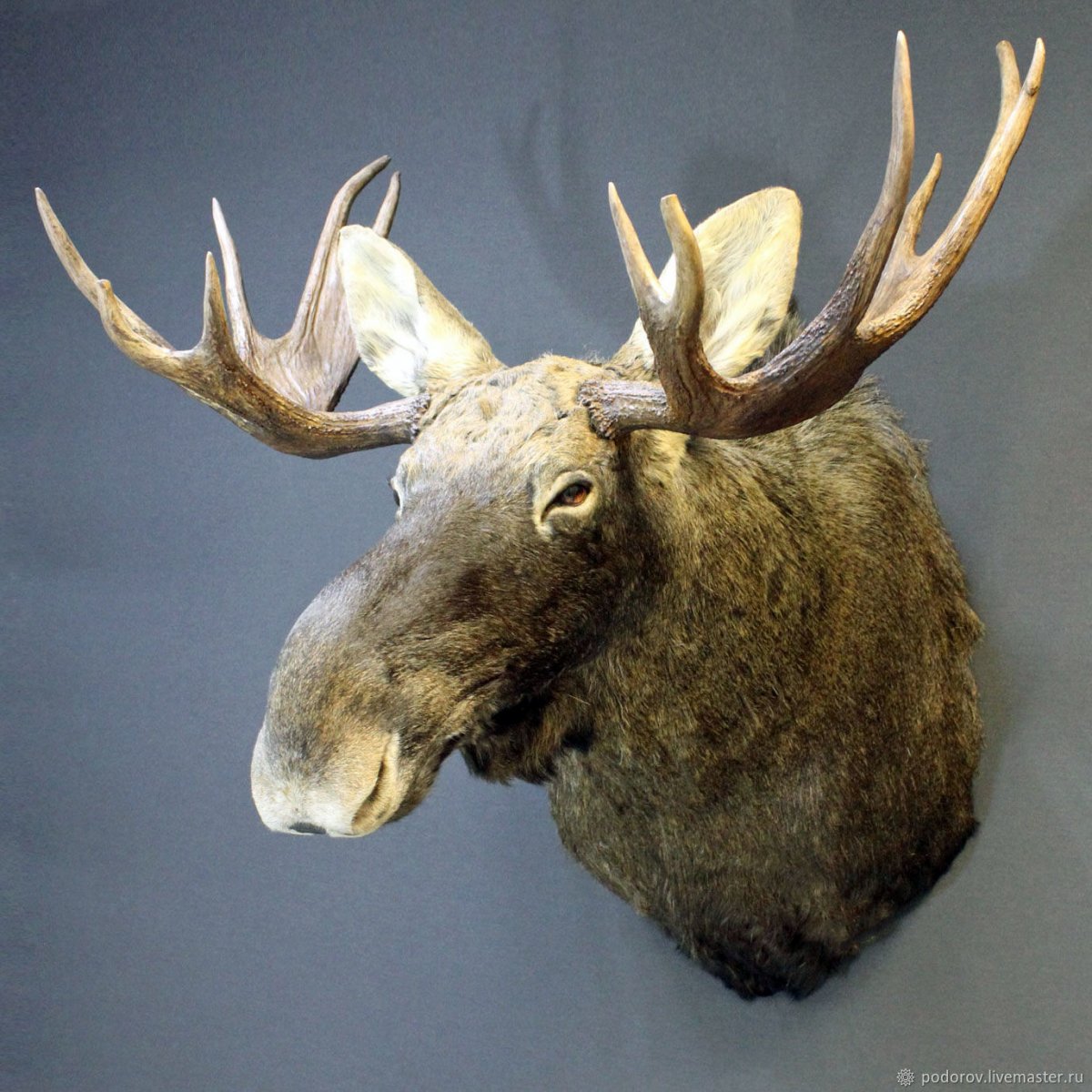 Чучело головы сохатого