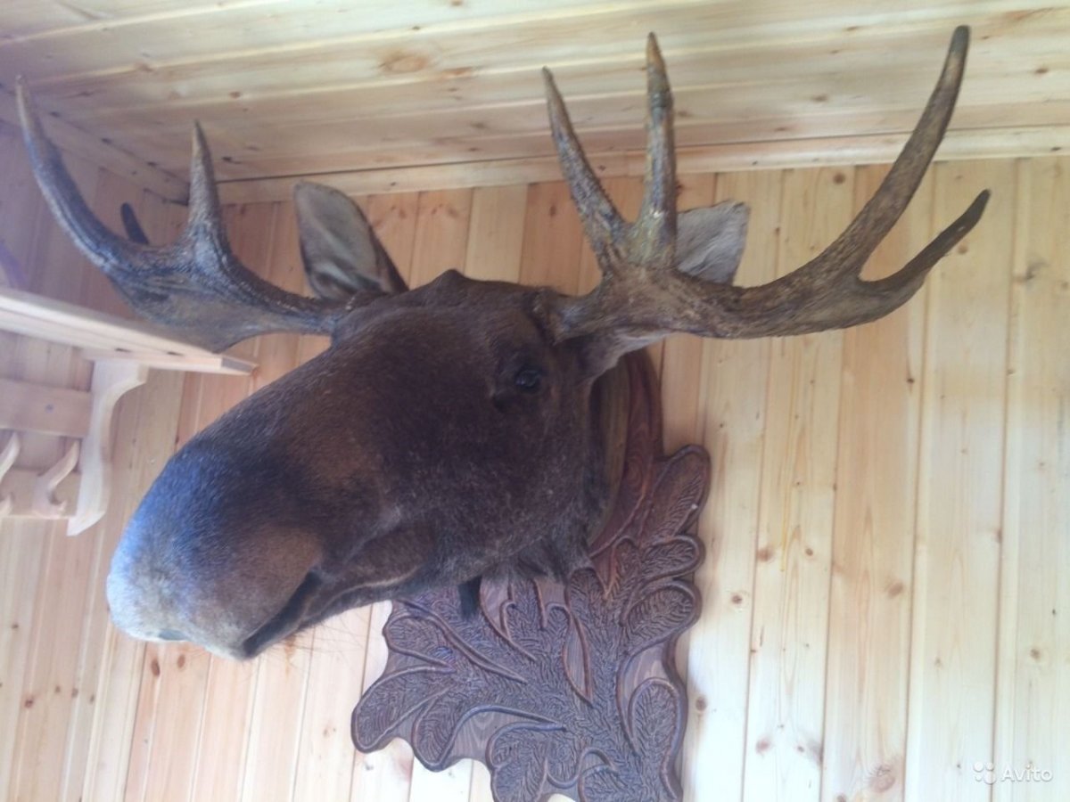 Морда лося в профиль