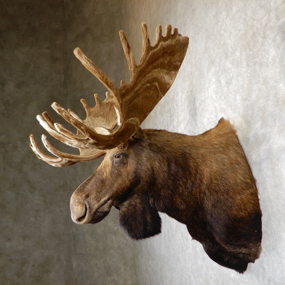 Таксидермия Лось