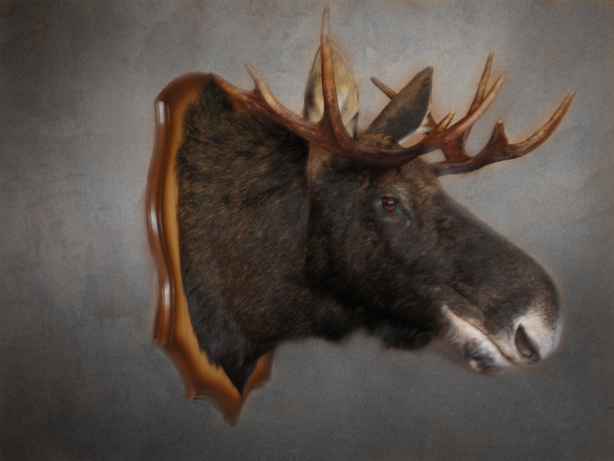 Таксидермия голова лося