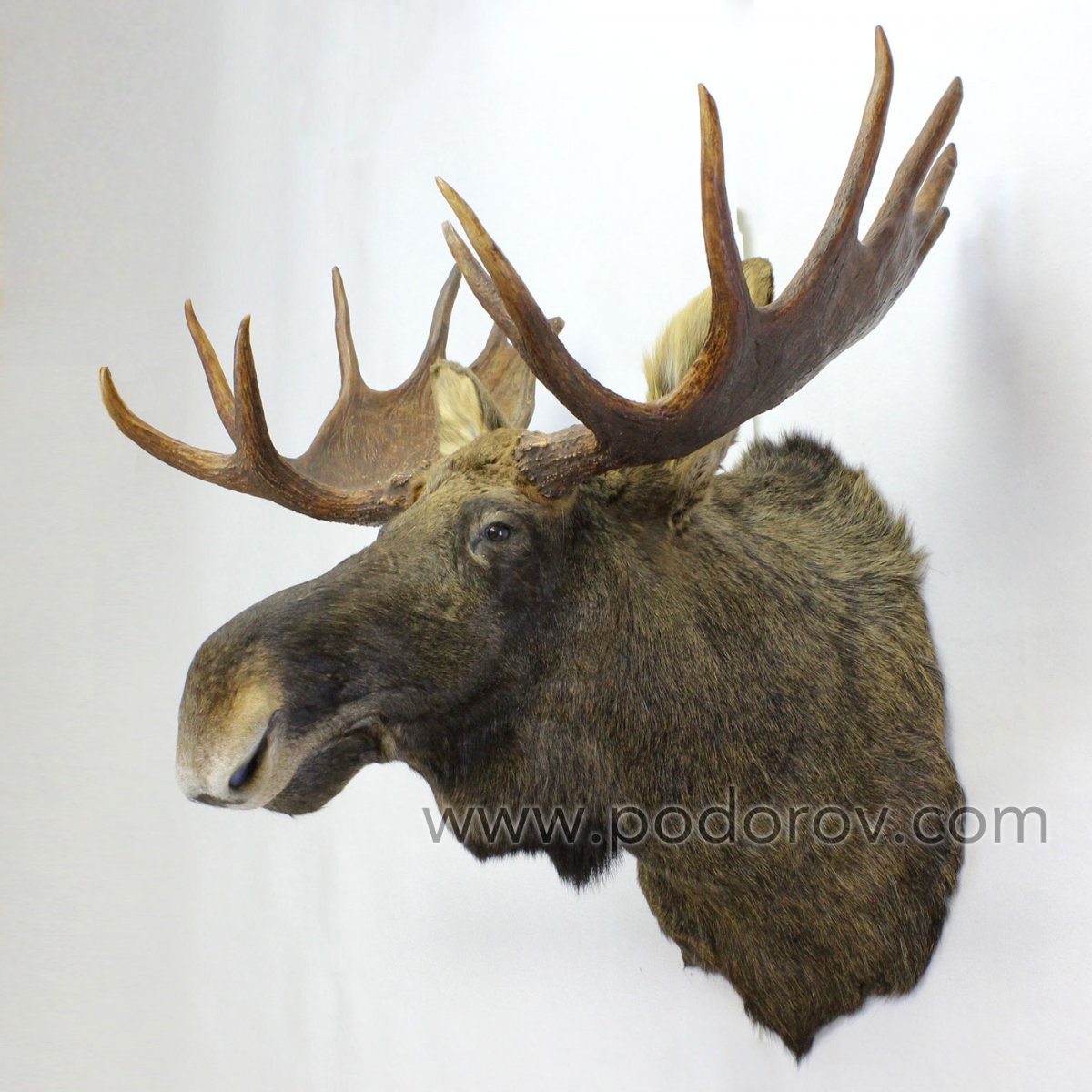 Чучело лося с рогами