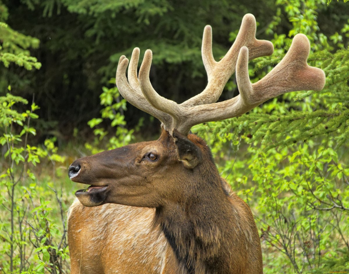 Уссурийский Лось