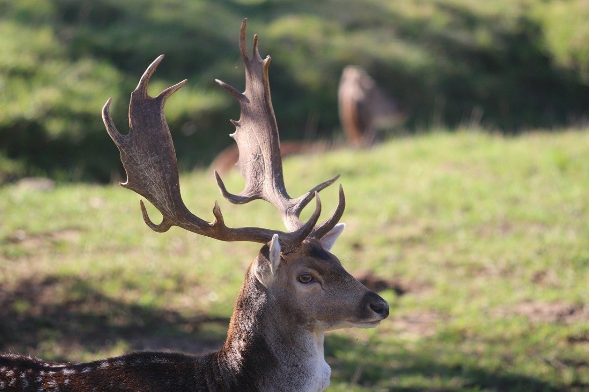 Благородный олень Лань