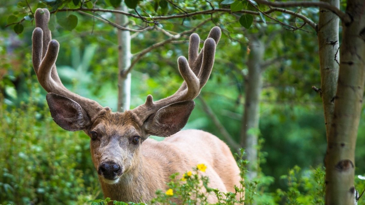 Олени в дикой природе