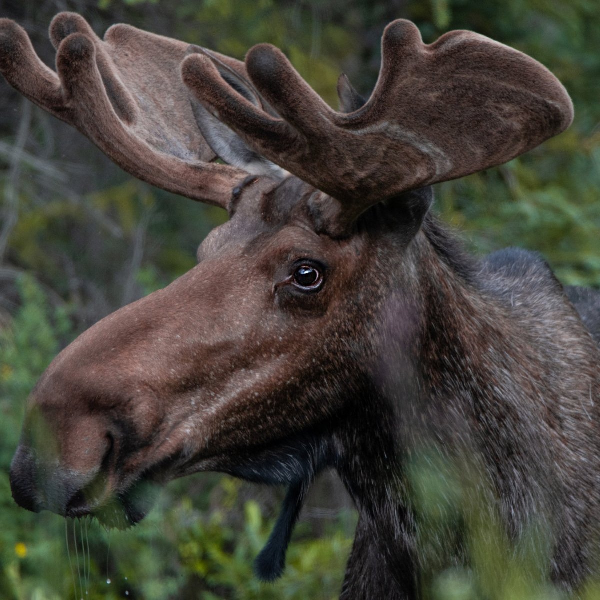 Лось в Ивняках