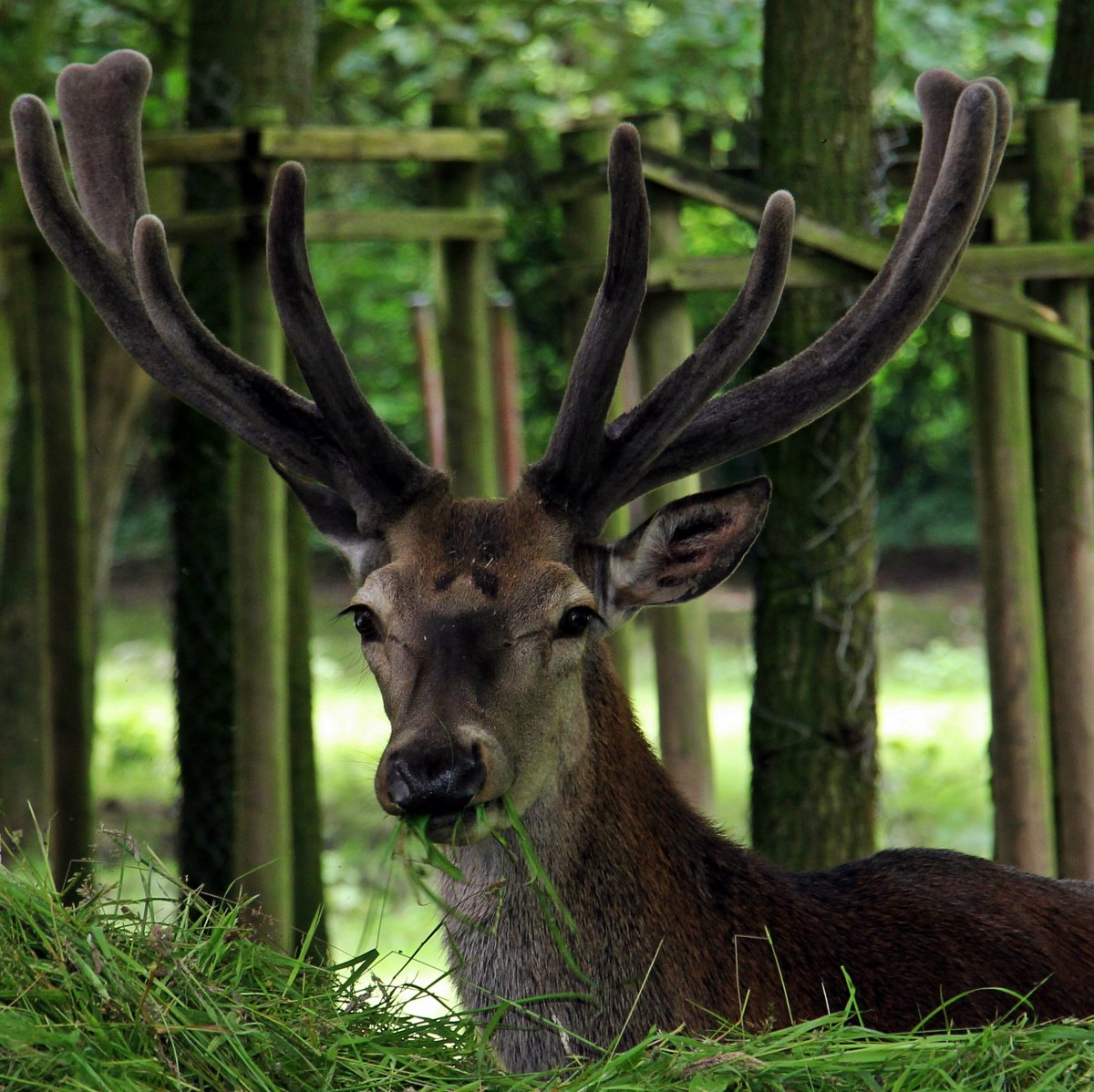 Карпатский благородный олень