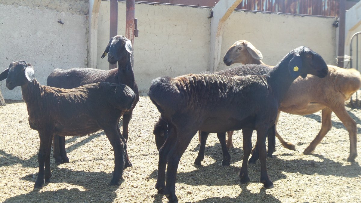 Овцы курдючные эдильбаевские