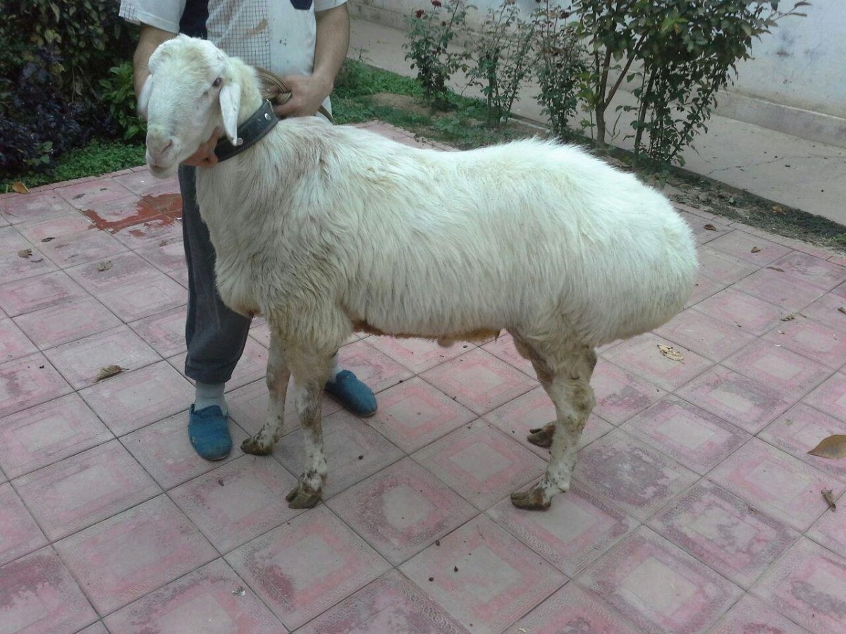 Курдючные породы овец