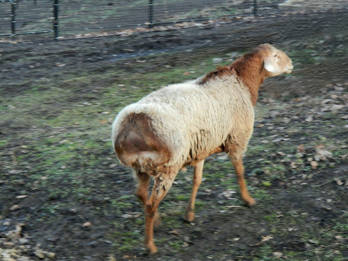 Сараджинская порода овец