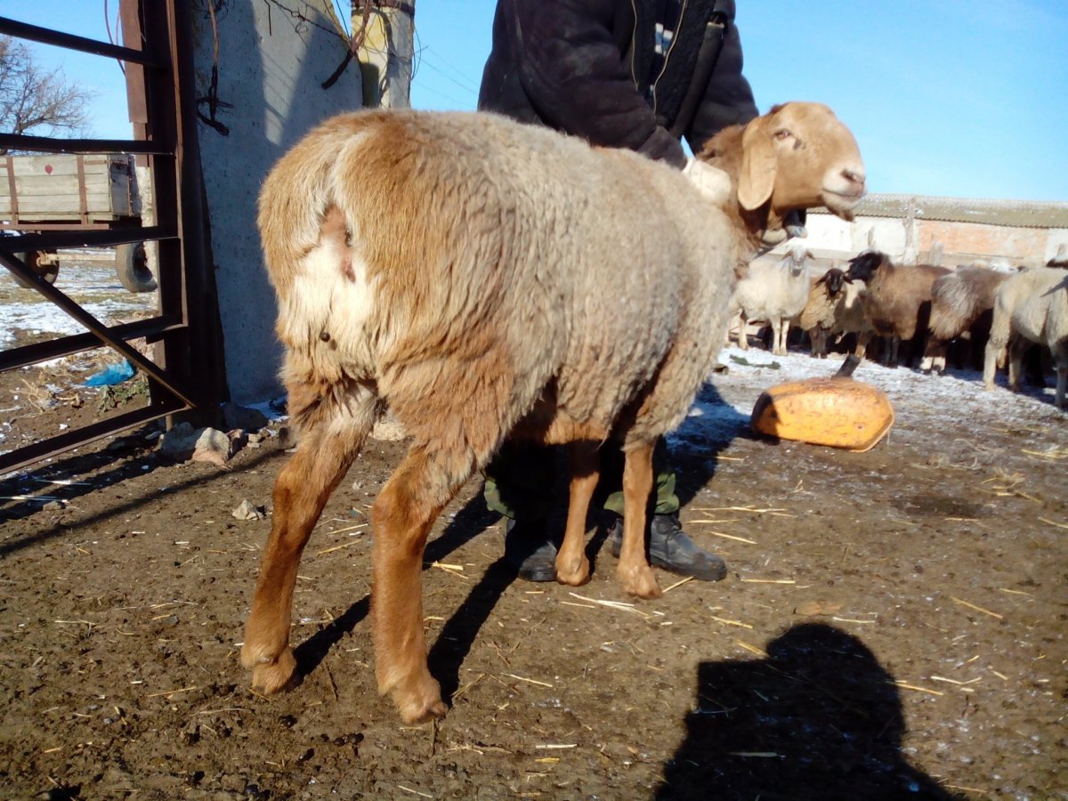 Баран курдючный рыжие
