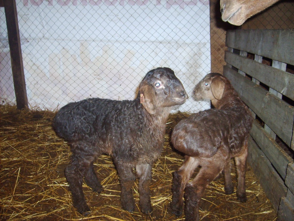 Породы Баранов курдючные