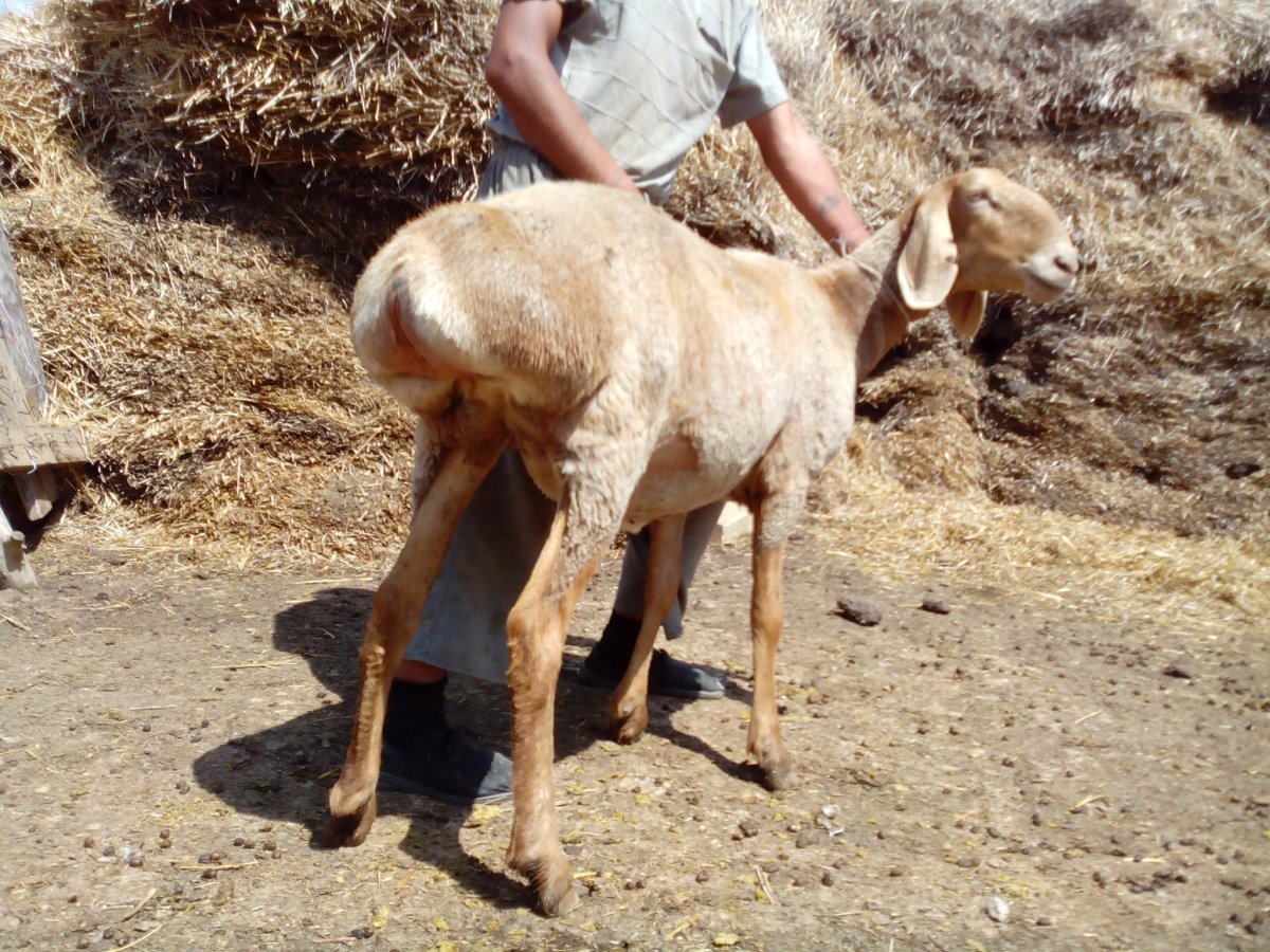 Породы Баранов курдючные
